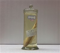 藏品(刺鯧)的圖片